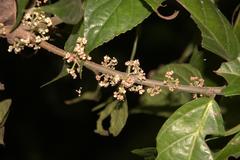 Oreocnide integrifolia